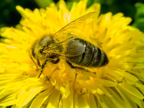 Close-up of a Bee on a Yellow Flower