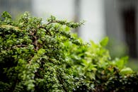 特写镜头中，郁郁葱葱的绿色灌木上挂着最近降雨的飞沫，象征着生长与更新