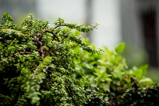 特写镜头中，郁郁葱葱的绿色灌木上挂着最近降雨的飞沫，象征着生长与更新