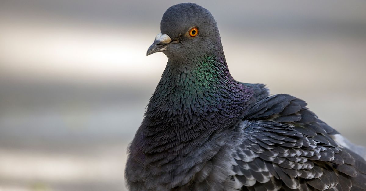Pigeon ramier : Tout savoir sur cet oiseau