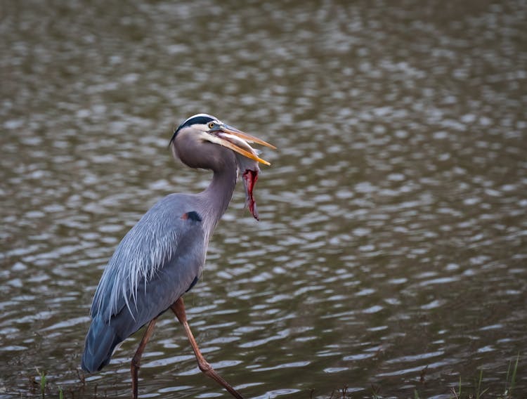 Bird With Fish In Beak