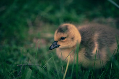 Free Close-Up Shot of a Duckling on Green Grass Stock Photo