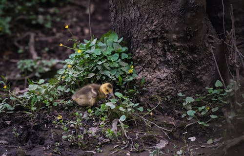 Duckling on Ground