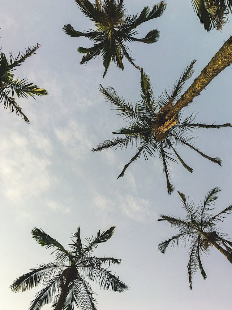 A Low Shot Angle Of A Green Palm Tree 