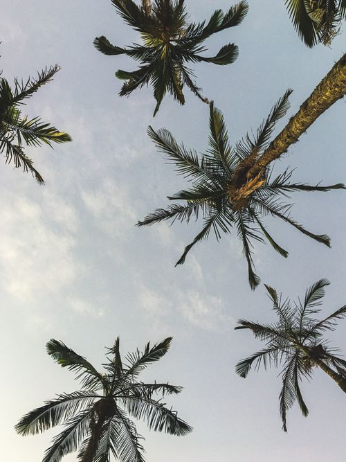 Free A tranquil view of palm trees reaching towards a clear blue sky in Araxá, Brazil. Stock Photo