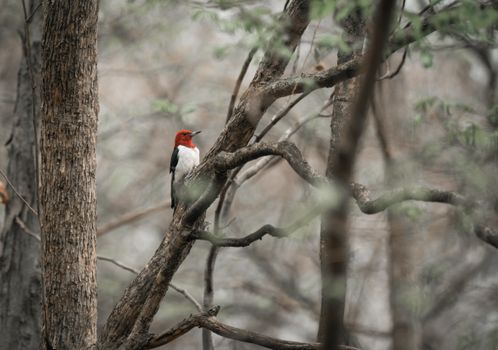 A red-headed woodpecker sits elegantly on a tree branch amidst a serene forest setting.
