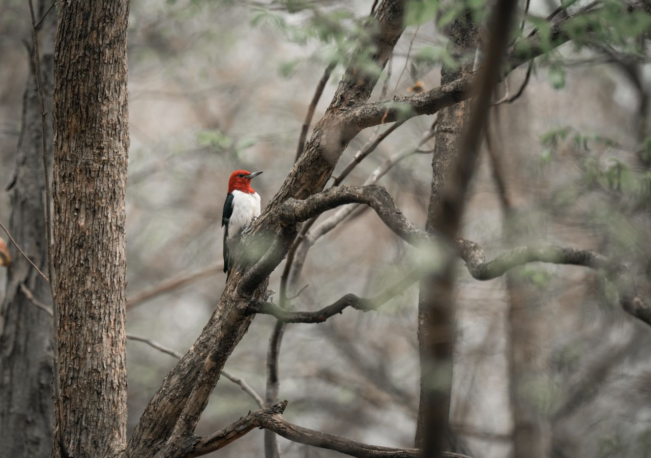 a red headed woodpecker sits elegantly on a tree branch amidst a seren