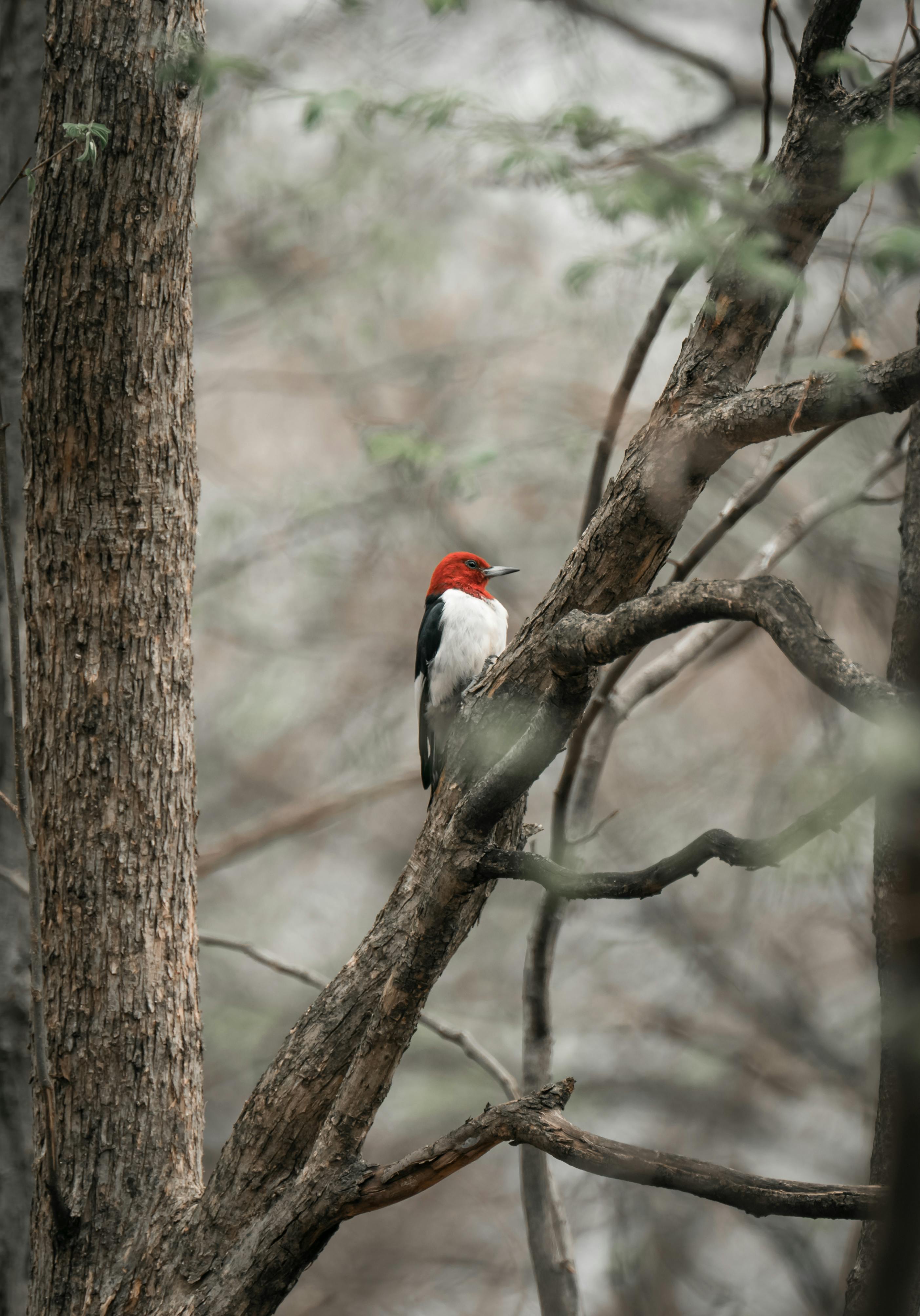 + Fotos y Imágenes de Pájaro carpintero de cabeza roja Gratis · Banco  de Fotos Gratis
