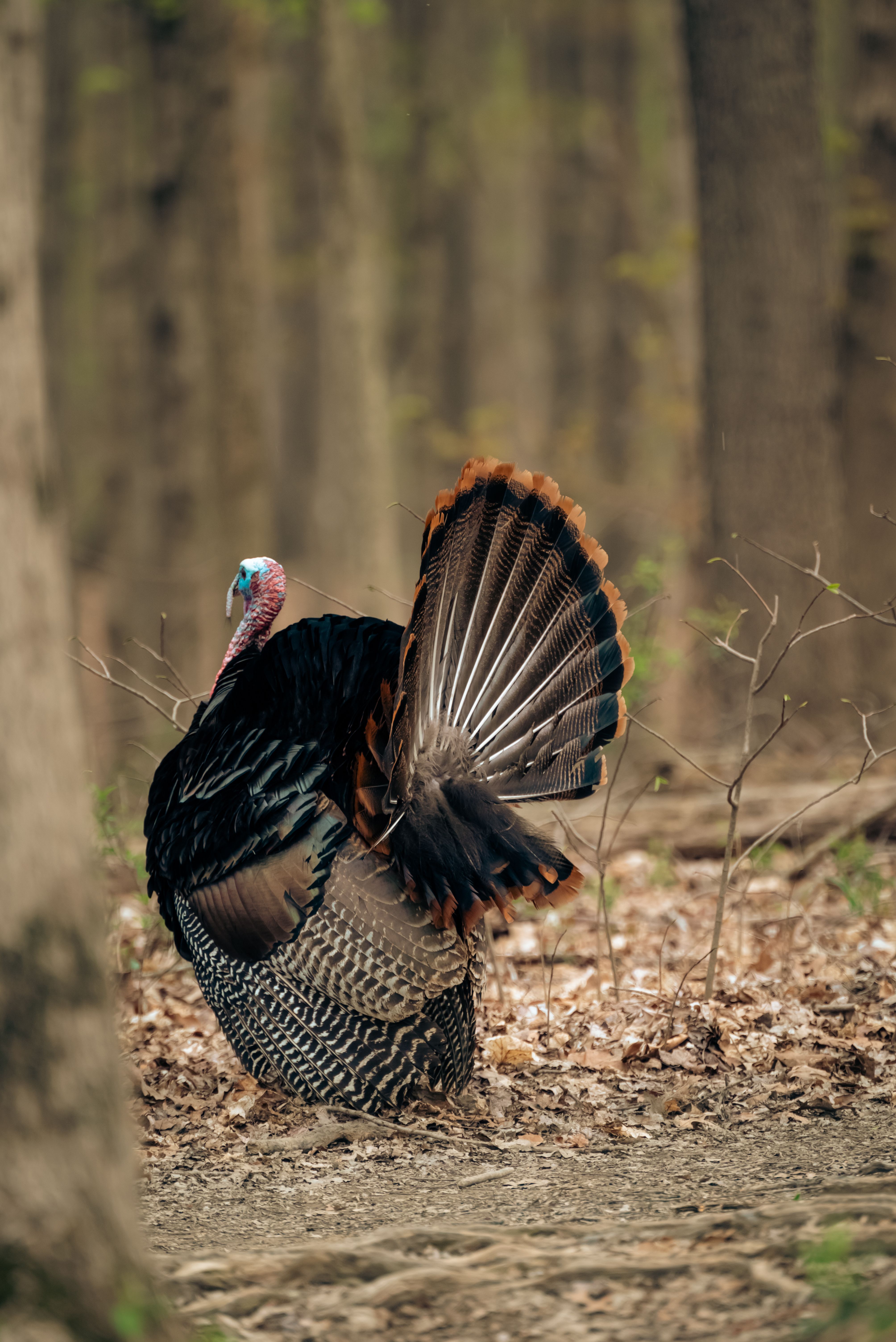 A wild turkey displays its colorful plumage in a forest setting, showcasing nature's beauty.