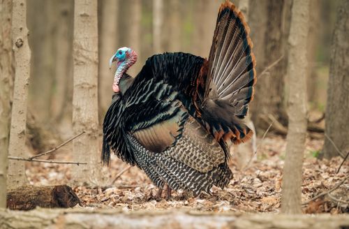 Free Majestic wild turkey displaying feathers amidst forest trees. Stock Photo