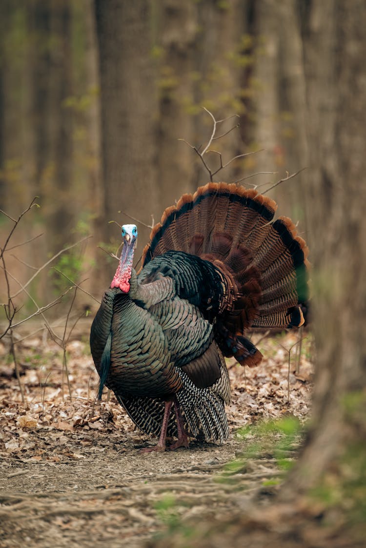 Wild Turkey Bird