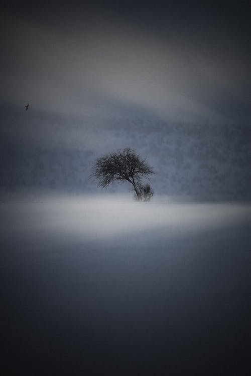 Tree in the Snow and Fog