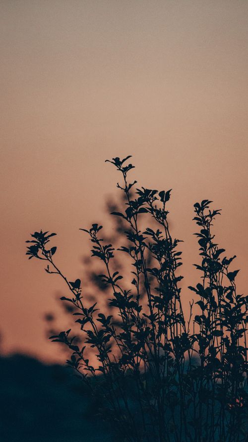 Free Capturing the tranquil silhouette of plants against the vibrant sunset sky in O Seixo, Spain. Stock Photo