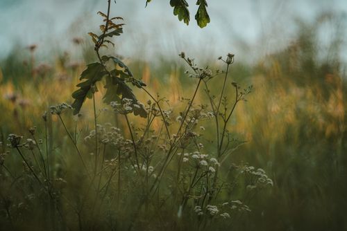 Free Peaceful wildflower meadow in O Seixo, Spain, during a summer day. Stock Photo