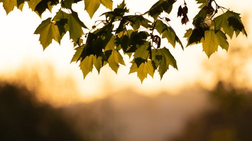 Free Beautiful silhouette of maple leaves with a sunset background, evoking a tranquil autumn mood. Stock Photo
