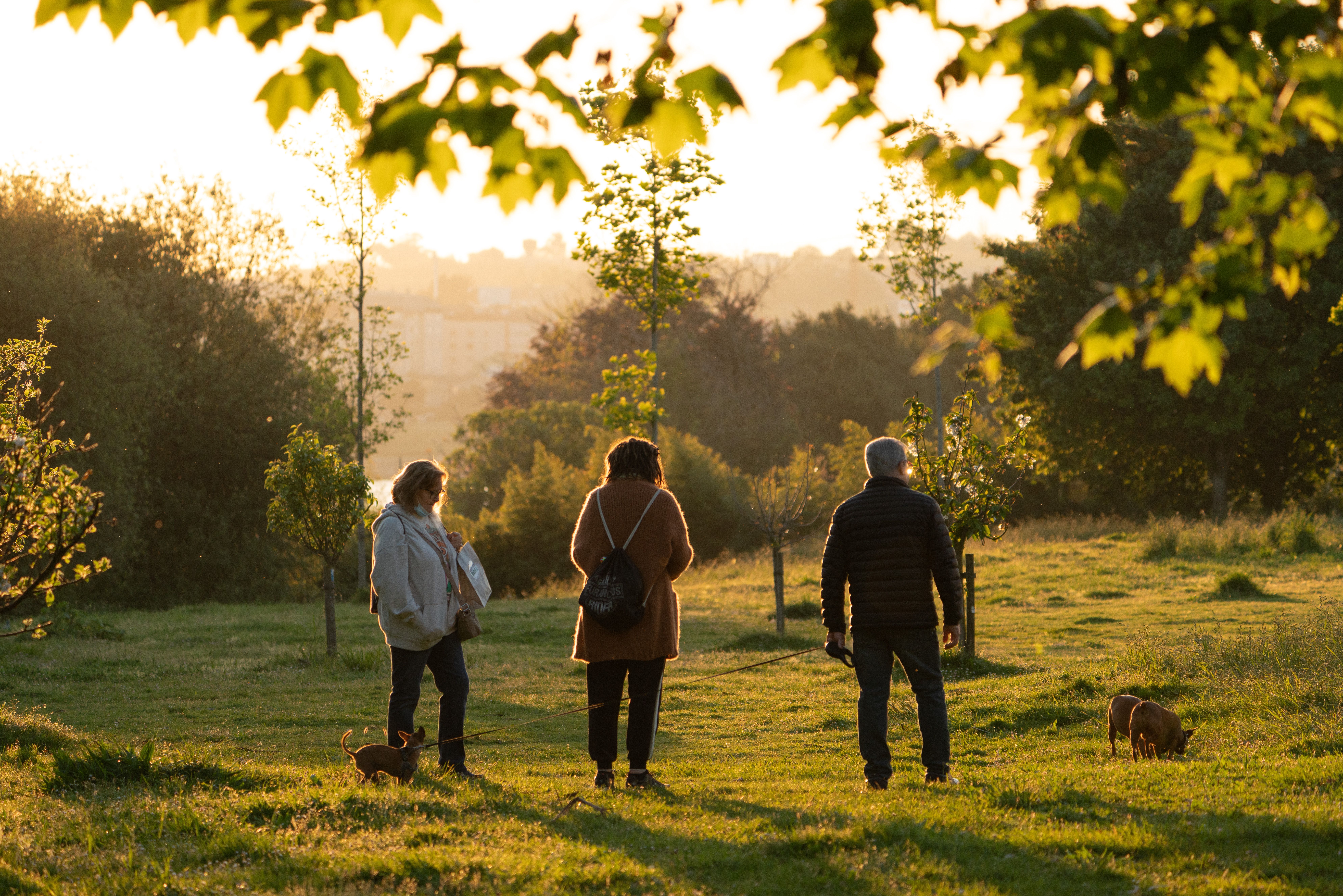 Back View Shot of People Standing on Green Grass Field During Sunset ...