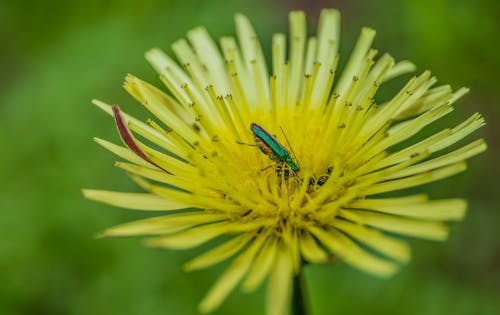 Foto d'estoc gratuïta de flors, flors grogues, herba