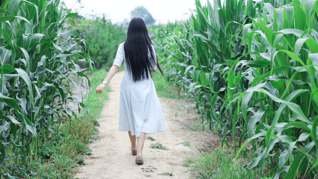 Woman Walking In A Corn Field