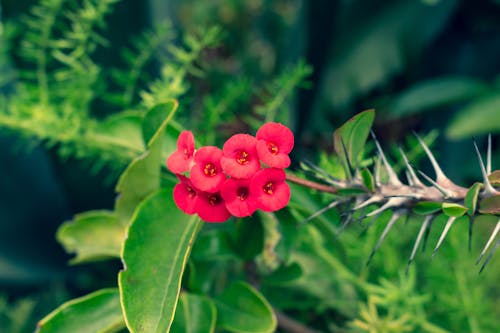 Close-Up Shot Blooming Red Flowers