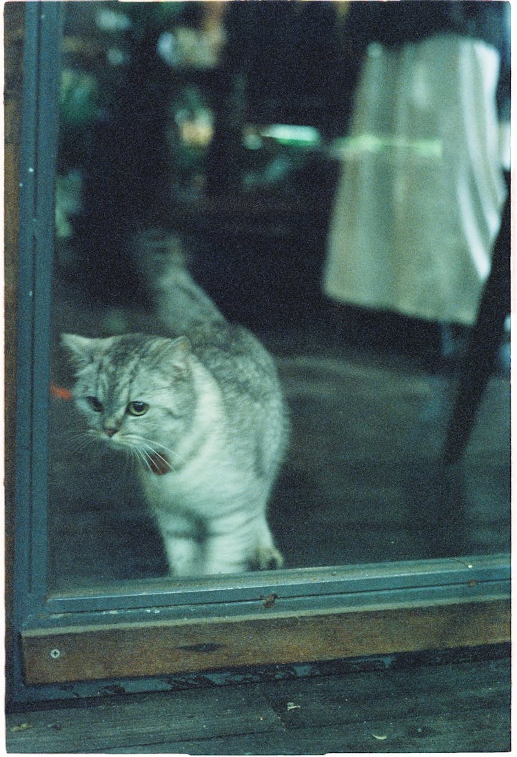 A Grey Cat On The Window