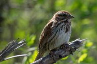 Song Sparrow
