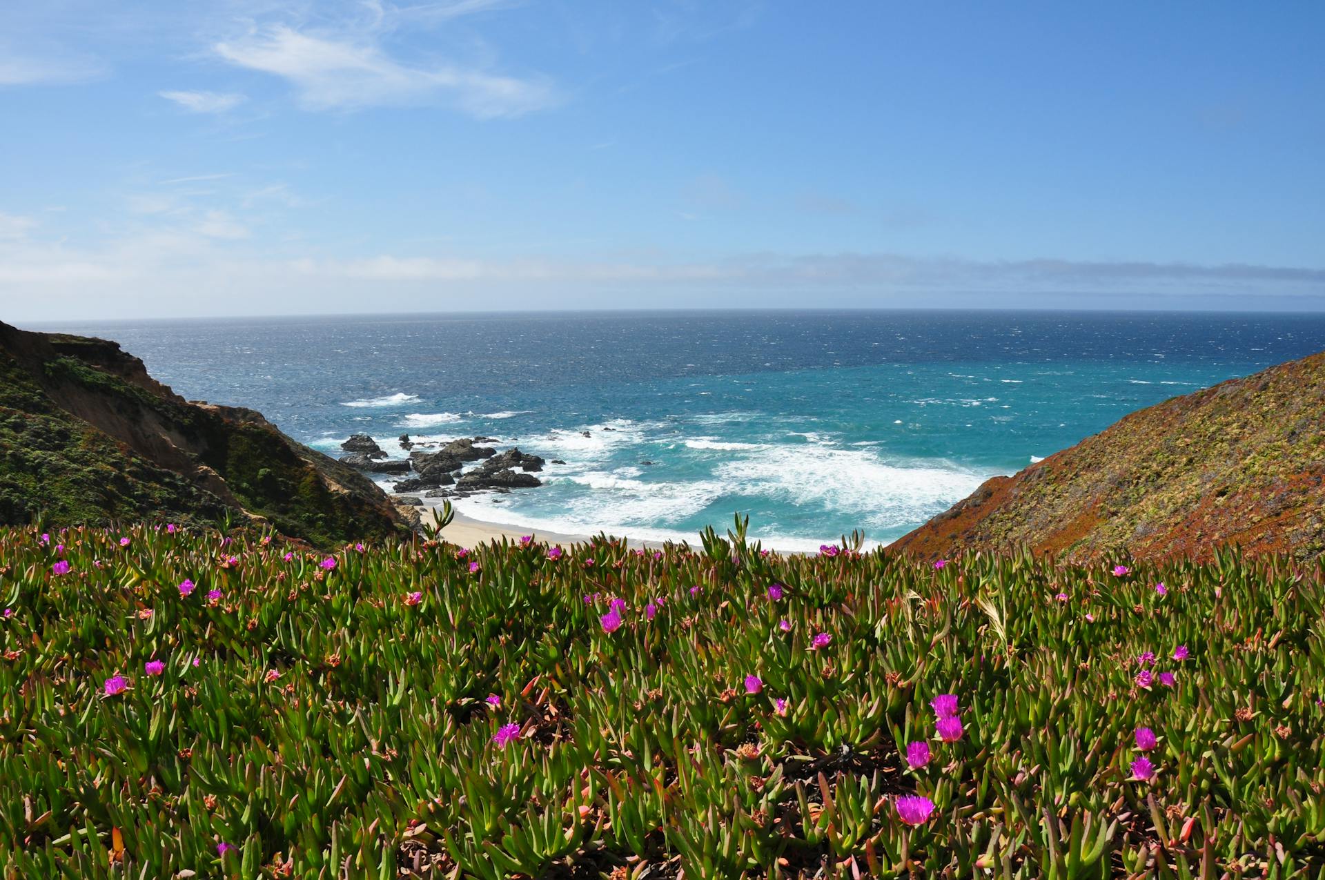 Breathtaking coastal landscape at Long Beach with vibrant pink flowers in the foreground and clear blue ocean waves.