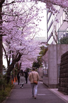 Cherry blossoms line a bustling sidewalk in Tokyo, Japan, during spring.