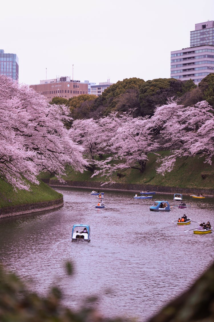 Boats On River Blossom Trees On Shore