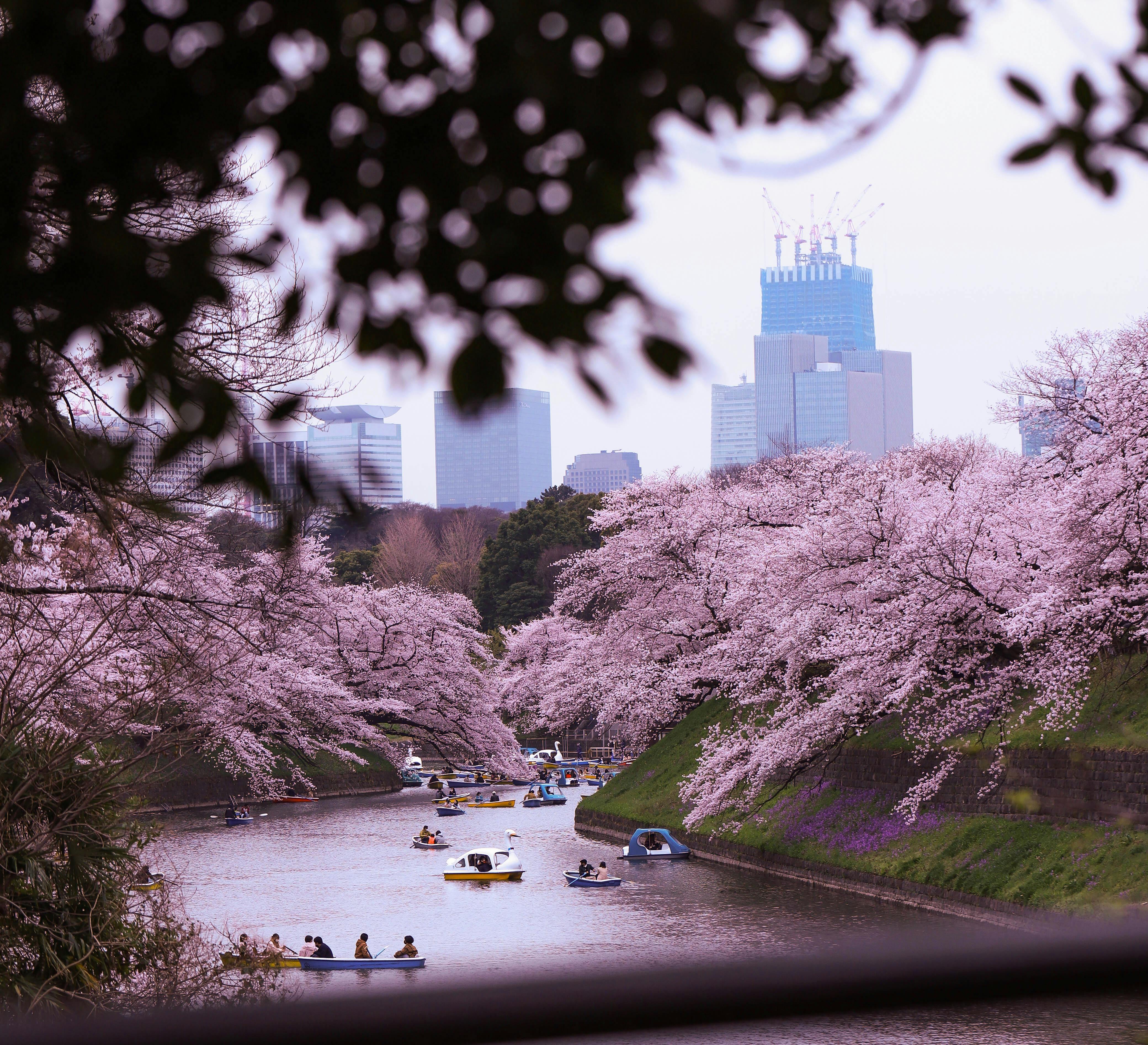 Boats on river under cherry blossoms with skyscrapers in the background during spring.