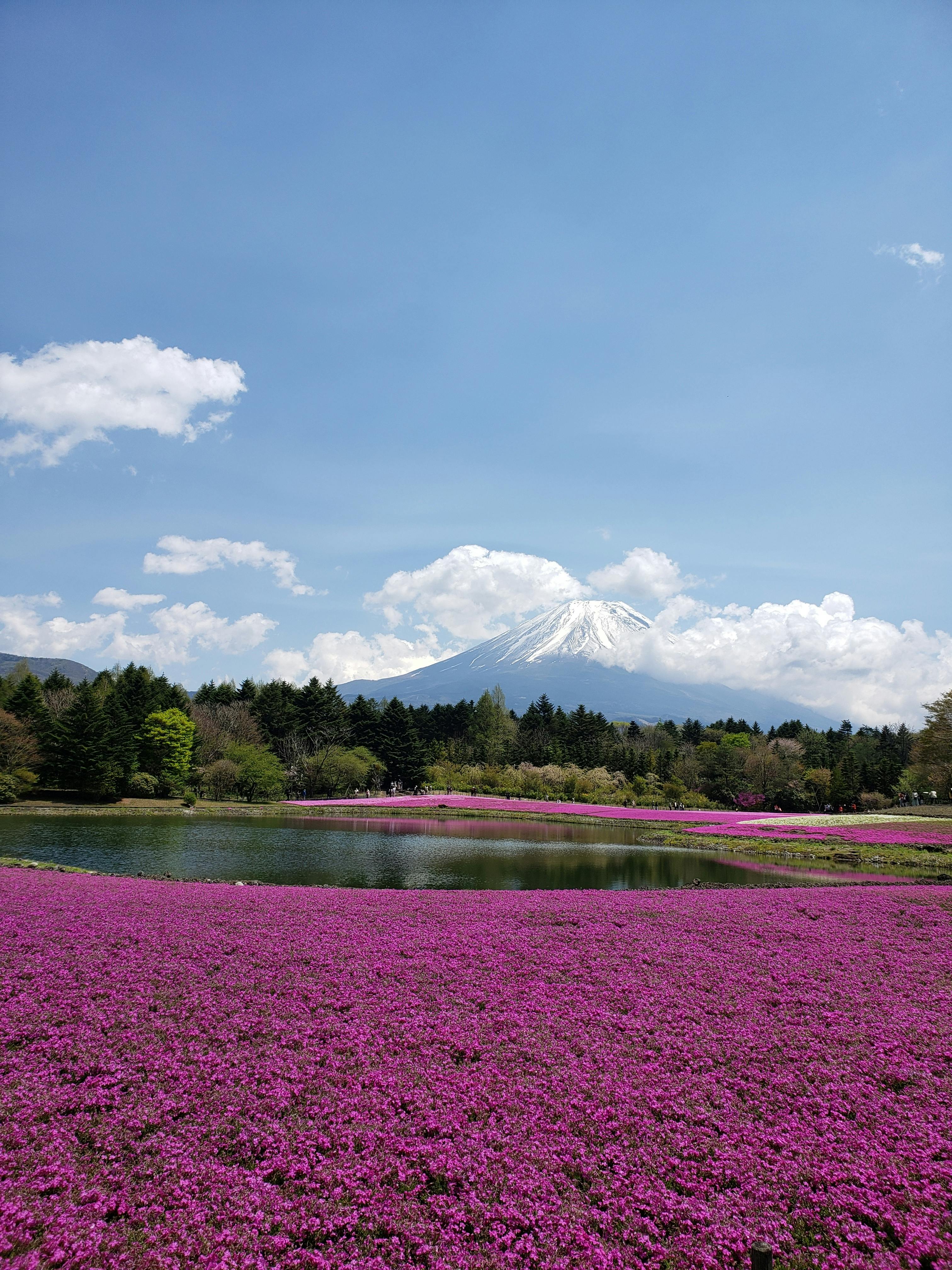 Beautiful floral paradise garden with various blooming flowers and green pathways