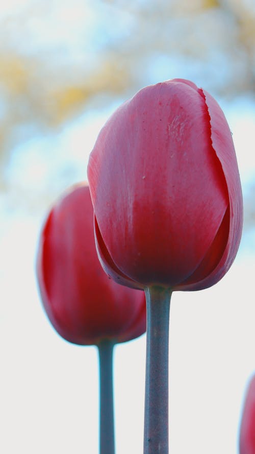 Close-Up Shot of Red Tulips