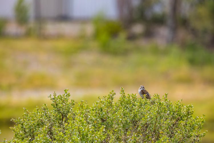 A Sparrow On A Shrub