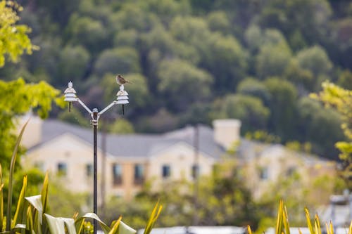 夏天, 野生動物, 鳥 的 免費圖庫相片