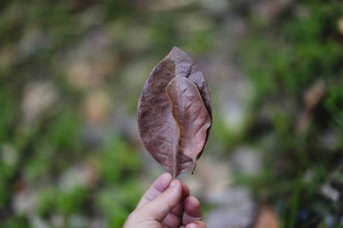 Free A hand holds two brown dried leaves against a blurred green background, signifying the transition to autumn. Stock Photo