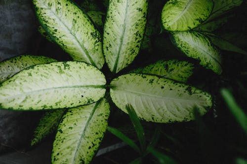 Gratis arkivbilde med dieffenbachia seguine, Grønn plante, grønne blader