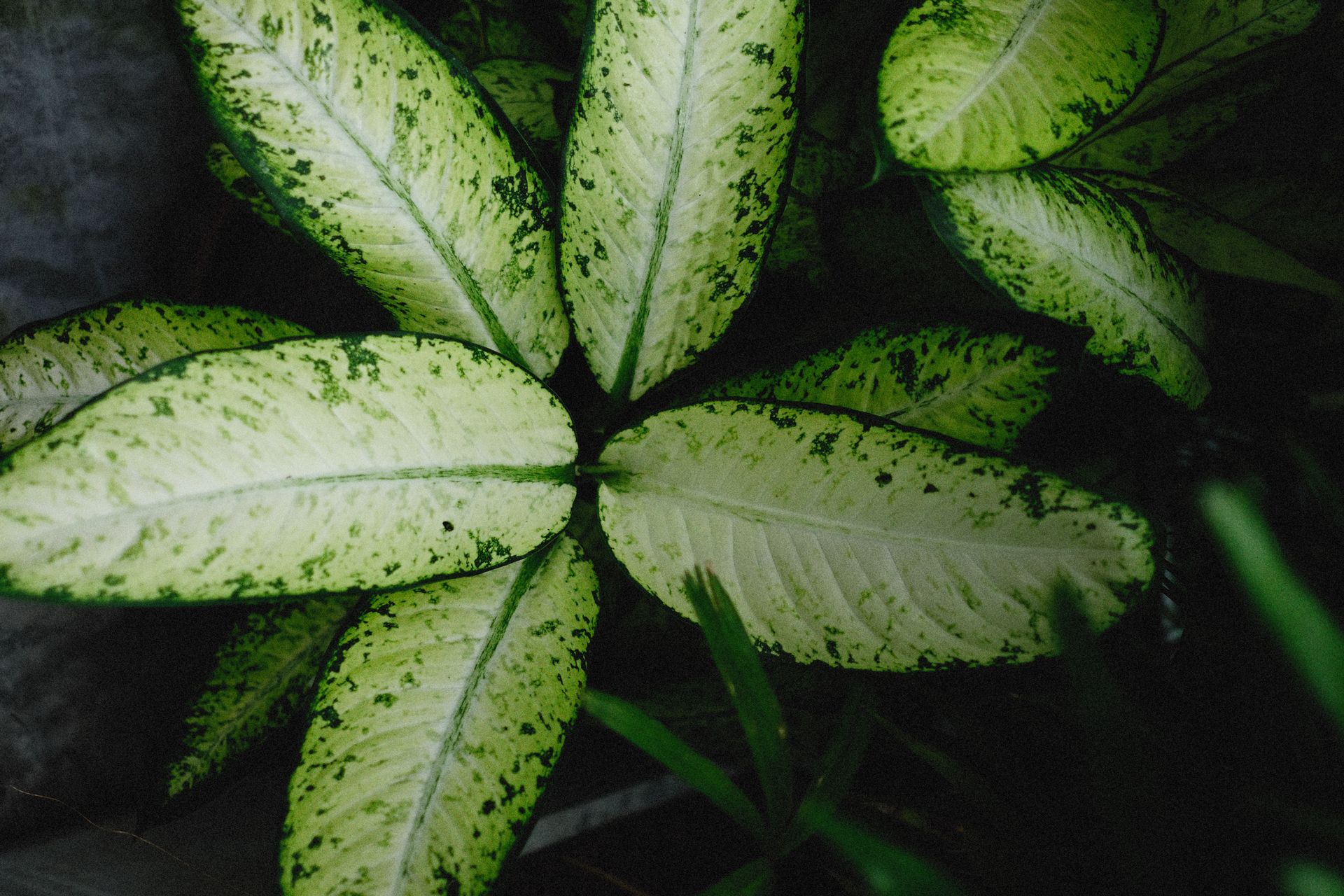 Detailed view of variegated Dieffenbachia leaves showcasing vibrant green patterns.