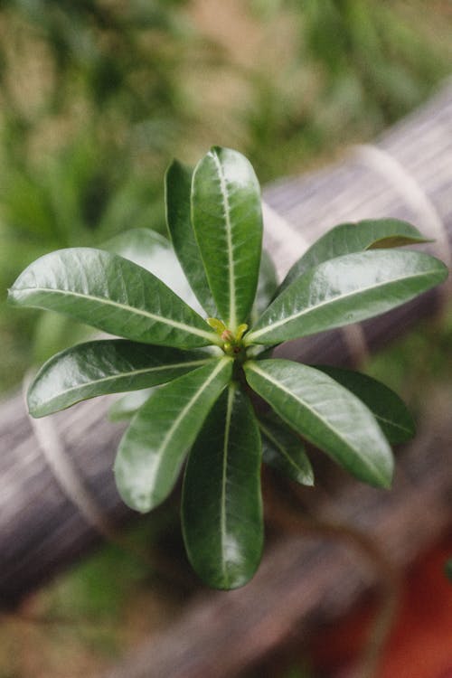 Green Leaves of a Plant in Close-up Photography