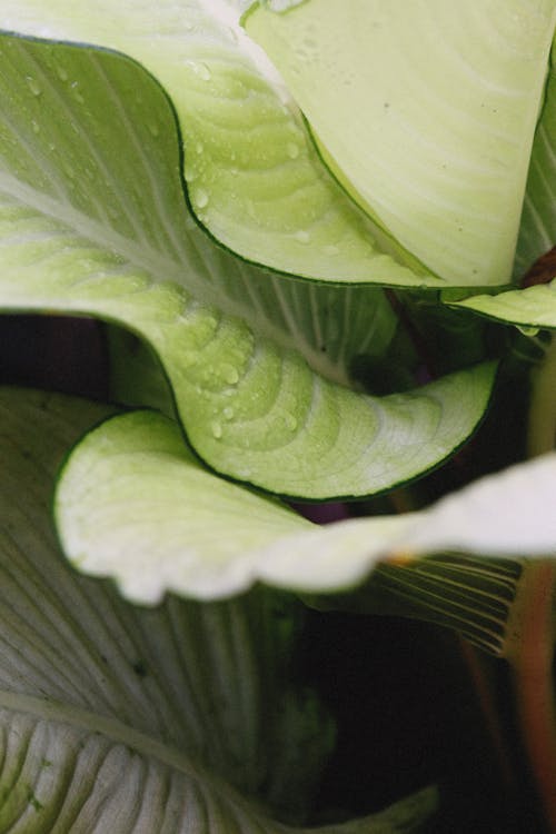 Close-Up Shot of Green Plant