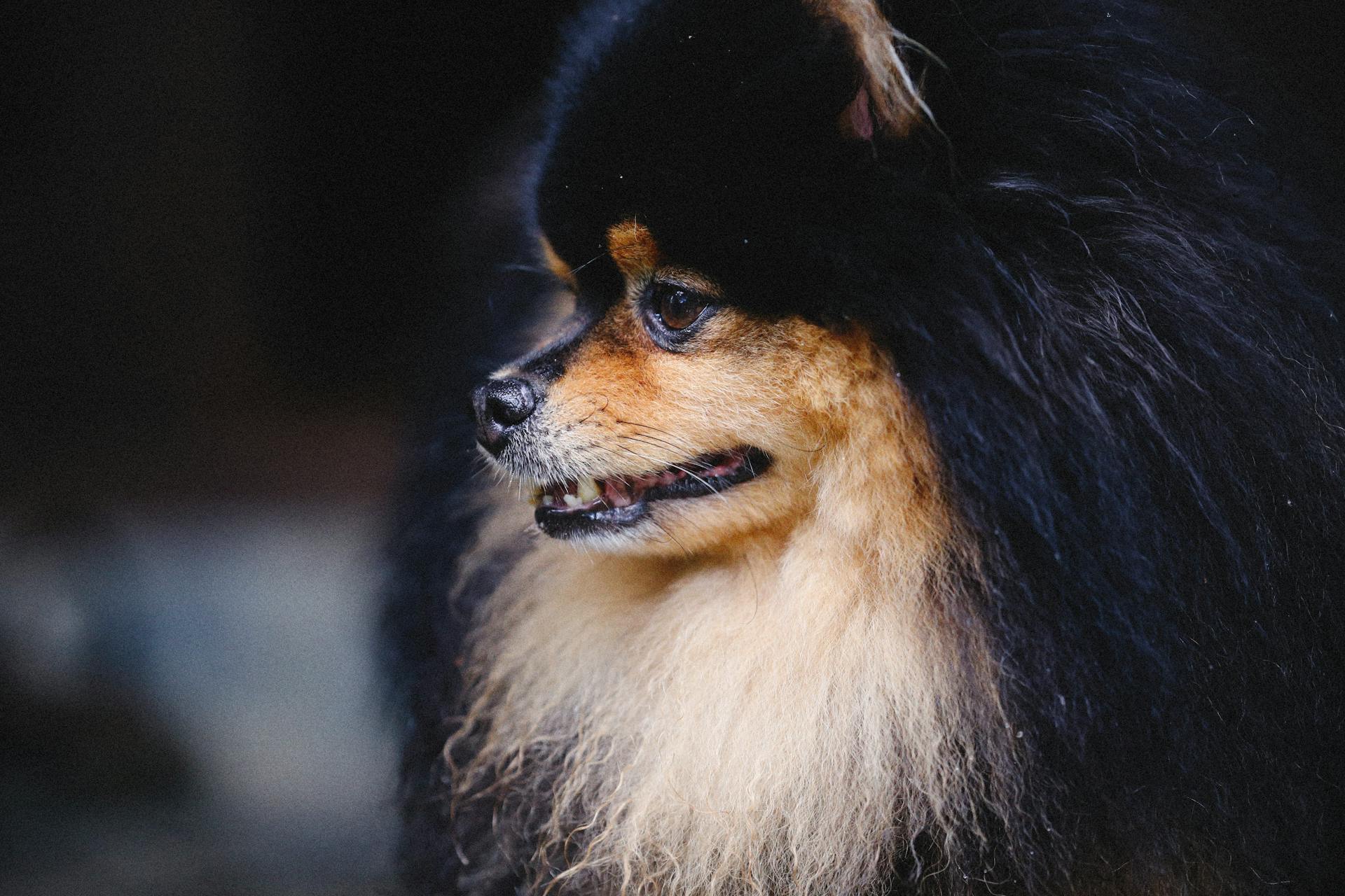 A Close-Up Shot of a Pomeranian