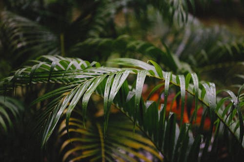 bitki, bitki fotoğrafçılığı, eğreltiotu yaprakları içeren Ücretsiz stok fotoğraf