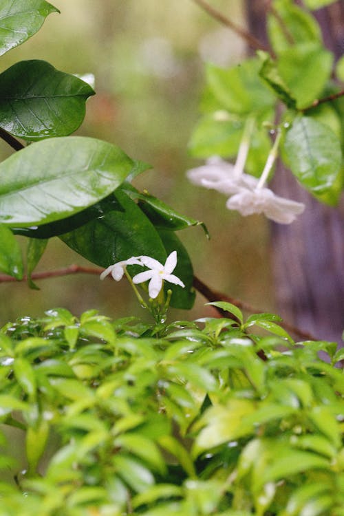 Darmowe zdjęcie z galerii z białe kwiaty, fotografia roślin, pionowy strzał