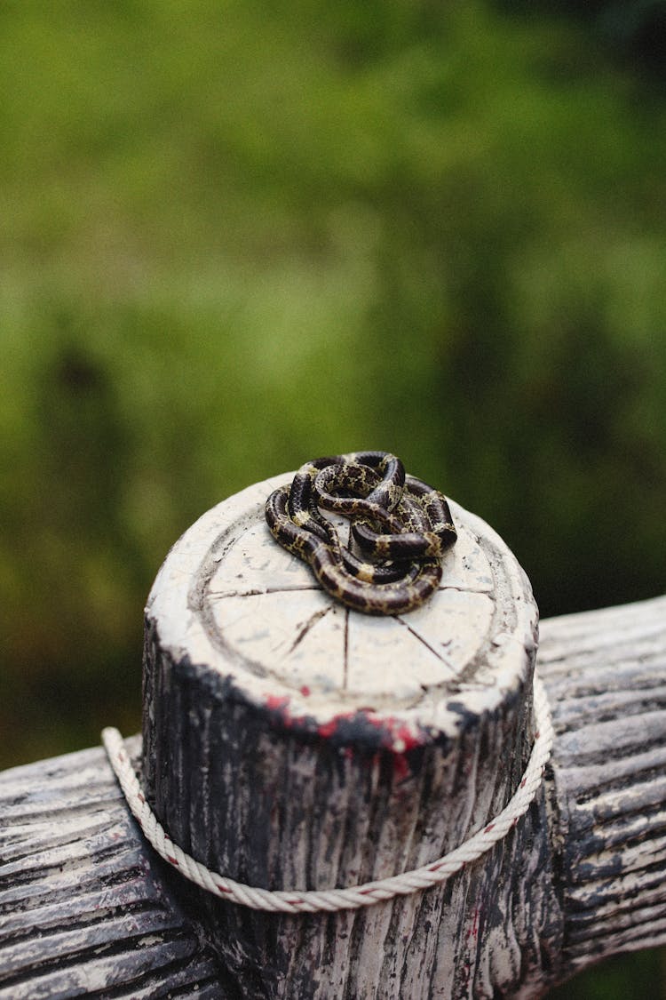 A Snake On A Wooden Railing