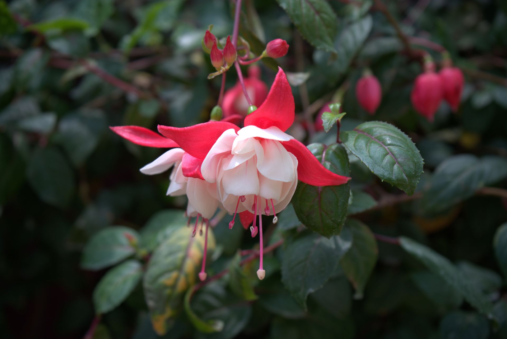 Beautiful close-up of red and white fuchsia flowers in full bloom, showcasing nature's intricate designs.