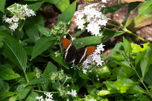 Brown Butterfly Perched on White Flowers of a Plant