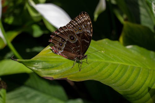 Ảnh lưu trữ miễn phí về bướm con công, cận cảnh, côn trùng