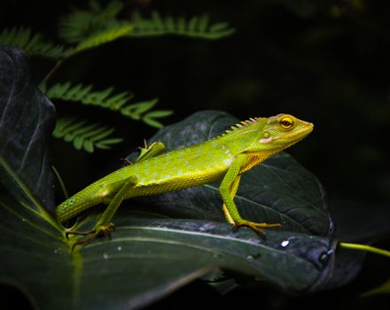 gecko photo