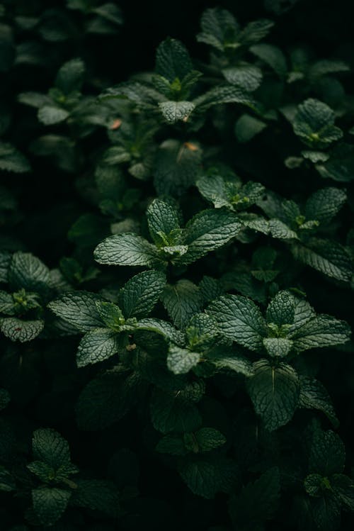 Close-Up Shot of Spearmint Leaves
