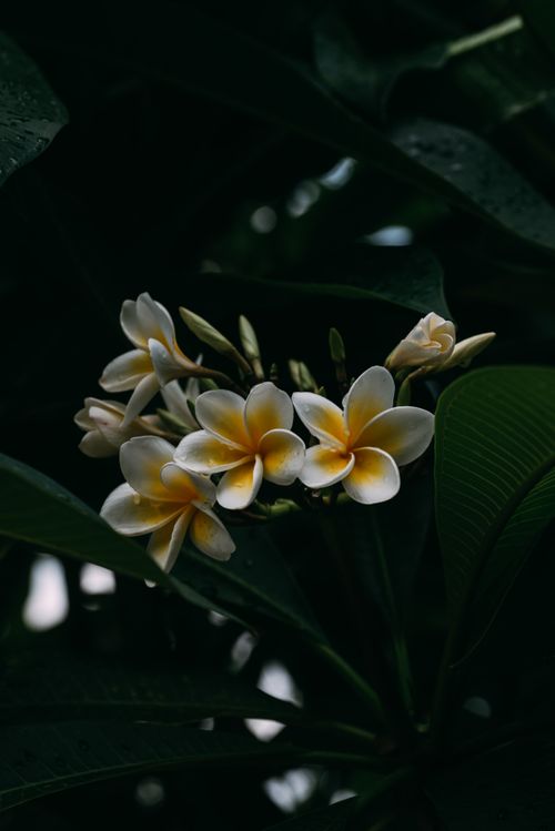 Free Beautiful white and yellow frangipani flowers captured amidst lush green leaves in a Singapore garden. Stock Photo
