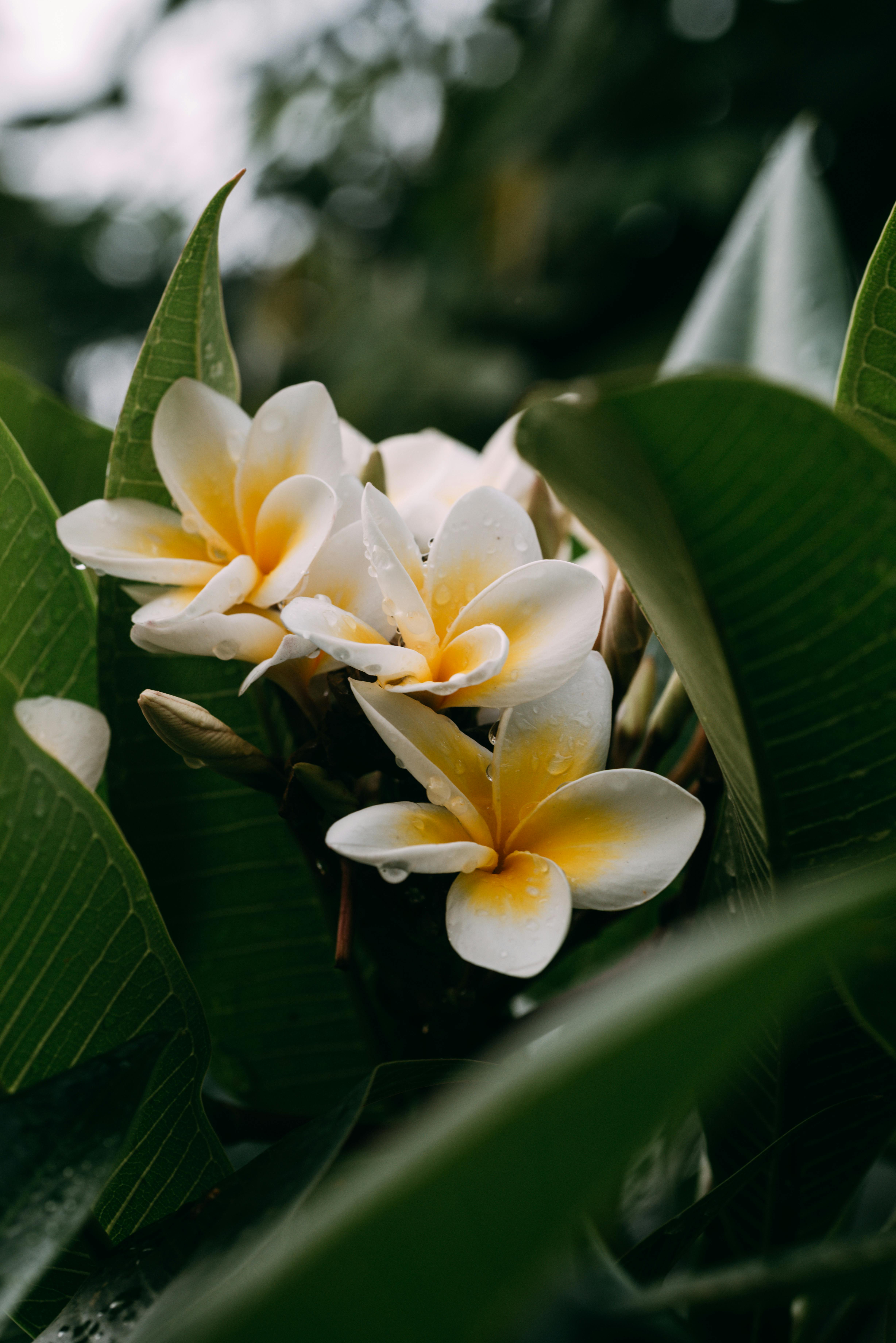 Close-up of Blooming Plumeria Flower in Garden · Free Stock Photo
