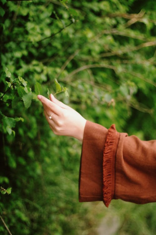 A Hand Touching the Green Leaf of a Plant